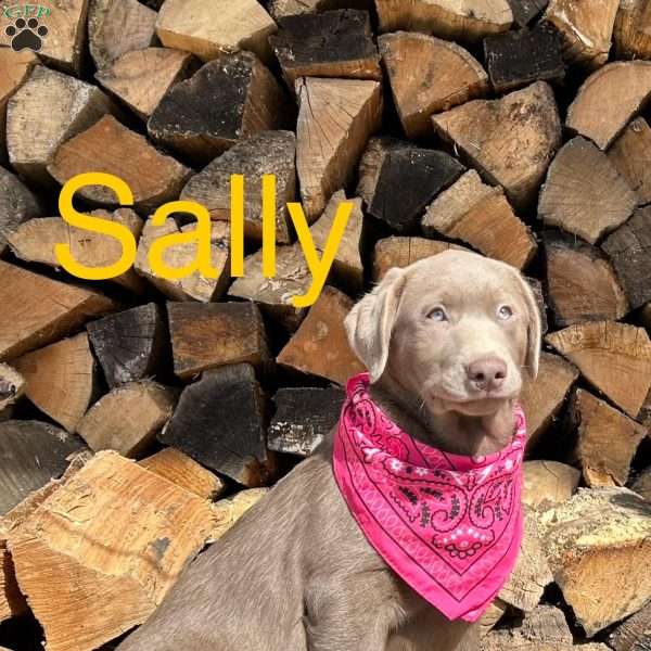 Sally, Silver Labrador Retriever Puppy